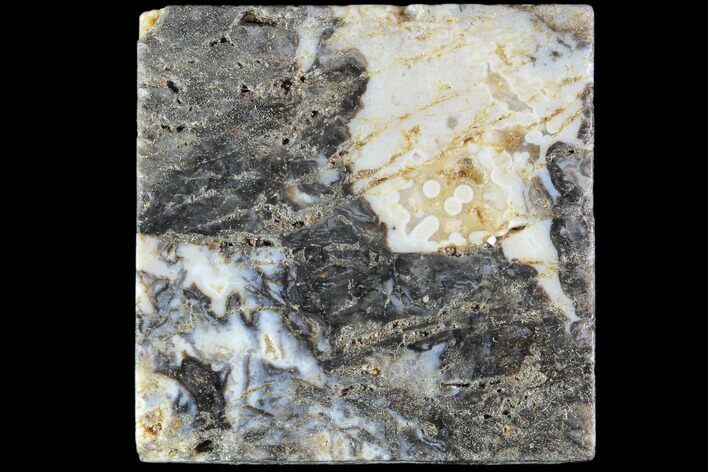 Rhynie Chert - Early Devonian Vascular Plant Fossils #86711